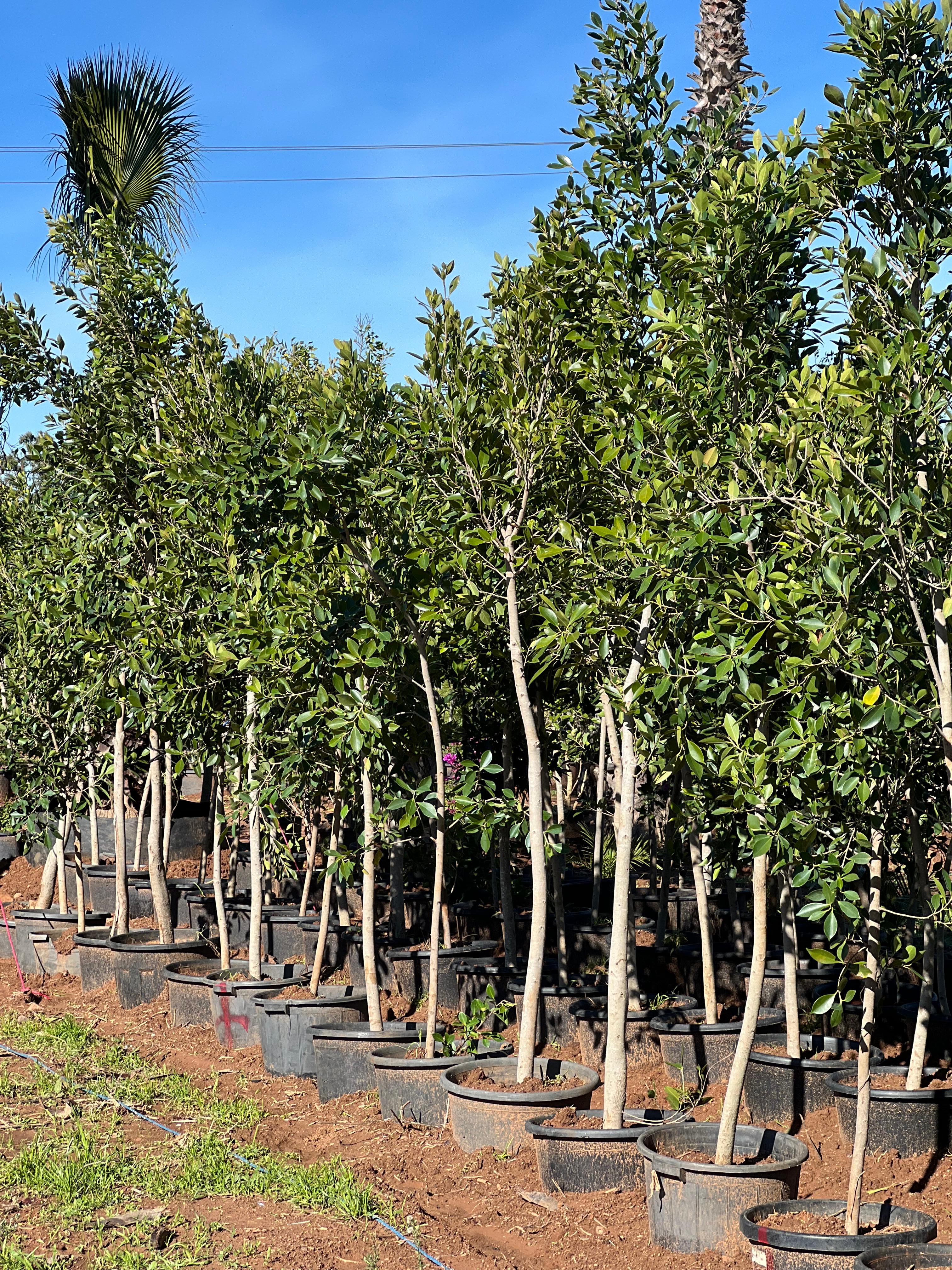 Ficus nitida benjamina